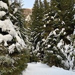Durch den märchenhaft verschneiten Wald zur Messnerhütte