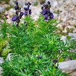 Auch der giftige Eisenhut gedeiht am Wegesrand