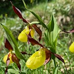 Frauenschuh, eine seltene Orchideenart