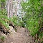 Auf dem Waldweg Nr. 4A in Richtung Marinzenhütte