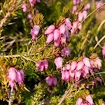 Erika im Spingeser Wald