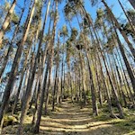 Durch den Wald zum Verenakirchlein