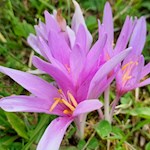 Herbstzeitlose nahe der Saraghes Hütte