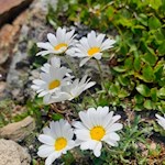 Der Aufstiegsweg auf den Bramstaller wird von zarten Bergblumen umsäumt