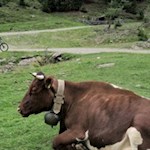 Die Mountainbiketour führt durch unberührte Almlandschaften