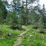 Der Weg führt durch einen friedvollen Wald