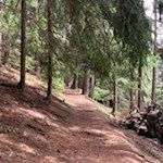 Teile des Lüsner Panoramaweges führen durch den Wald