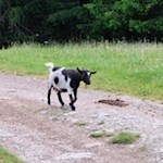 Die Marinzenhütte wartet mit einem Streichelzoo auf