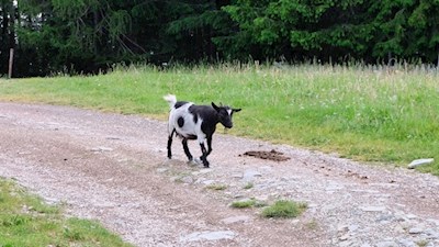 Die Marinzenhütte wartet mit einem Streichelzoo auf
