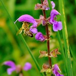 Der Bienenweg Rodeneck ist den fleißigen Bienen gewidmet