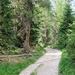 Durch einen lichten Wald zur Ciampcios Hütte