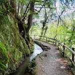 Im Schatten der Bäume nach Saltaus