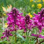 Auch das Läusekraut gedeiht in den Wiesen unterhalb des Latemar