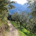 Malerische Olivenhaine säumen den Sentiero della Pace