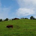 Friedvolle Idylle, weidende Kühe am Wegesrand