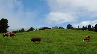 Friedvolle Idylle, weidende Kühe am Wegesrand