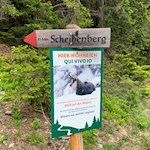 Der Weg auf den Scheibenberg ist nicht zu verfehlen