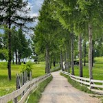 Der Salten ist Europas größtes Lärchenplateau