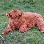 Schottisches Hochlandrind 