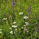 Auf dem Salten gedeiht eine bunte Vielfalt zarter Wiesenblumen