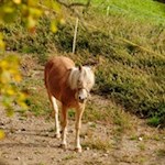 Neugieriger Haflinger am Wegesrand
