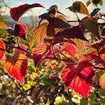 Im Herbst färbt sich die Landschaft um die St. Valentin Kirche in den schönsten Farben