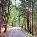 Durch den Wald zum Flitzer Wasserfall