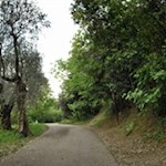 Der letzte Streckenabschnitt auf den Monte Brione führt durch einen lichten Wald