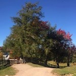 Das idyllisch gelegene Tschaufenhaus