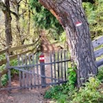 Auf dem kleinen Waldweg Nr. 8 nach Bad Siess