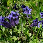 Tiefblauer Enzian am Wegesrand