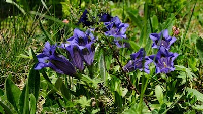 Tiefblauer Enzian am Wegesrand