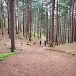 Auf einsamen Pfaden durch den trauten Nadelwald