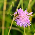 Der-Bienenweg-Rodeneck-ist-den-fleißigen-Bienen-gewidmet