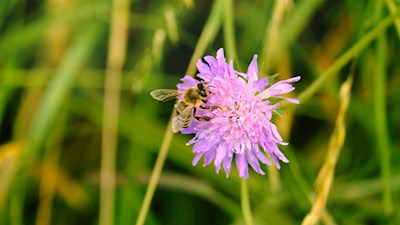 Der Bienenweg Rodeneck ist den fleißigen Bienen gewidmet