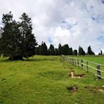 Sul sentiero n. 36B fino alla malga Dusler