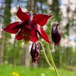 Schwarzviolette Akelei am Wegesrand zur Malga Maraia