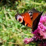 Im Sommer flattern Schmetterlinge von Blüte zu Blüte