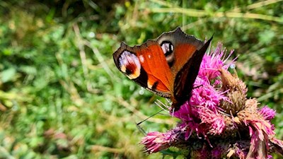 Im Sommer flattern Schmetterlinge von Blüte zu Blüte