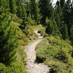 Der Brixner Höhenweg Nr. 30 wird von Zirben umrahmt