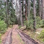 Durch den Wald hinab nach Kiens