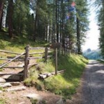 Schließlich zweigt der Waldpfad Nr. 8A am linken Straßenrand ab