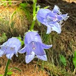 Glockenblumen am Wegesrand