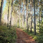 Die linde Herbstsonne bringt die Bäume zum Leuchten