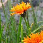 The crepis aurea also thrives in the lush alpine meadows