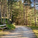 Auf dem breiten Waldweg Nr. 8 zurück nach Ums