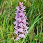 Knabenkraut in den Wiesen um den Völser Weiher