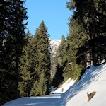 Im gemütlichen Anstieg zur Gampenalm