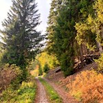 Wanderung durch den herbstbunten Wald um Niederdorf