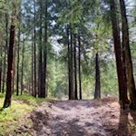 Der Rückweg nach Kastelruth führt durch den Wald